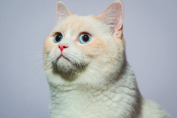 Guide complet pour enterrer son chien en france : étapes et coûts