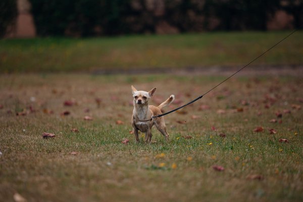 Chatière à puce électronique : fonctionnement et avantages pour votre chat