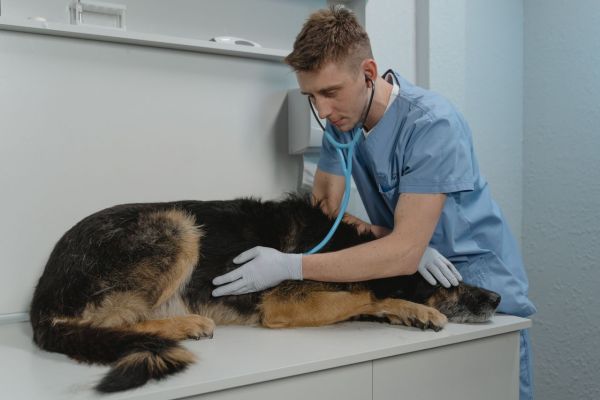 Centre vétérinaire à givry : des soins complets pour vos animaux