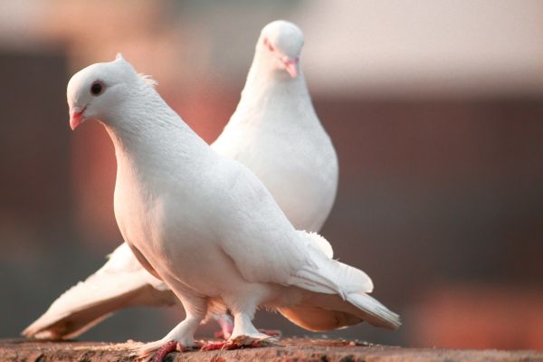 Dépigeonnage Île-de-france : protégez votre espace efficacement