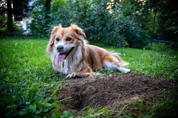 Guide complet pour enterrer son chien en france : étapes et coûts