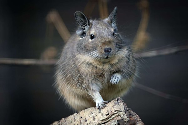 Quelles activités enrichissantes proposer à un octodon ?