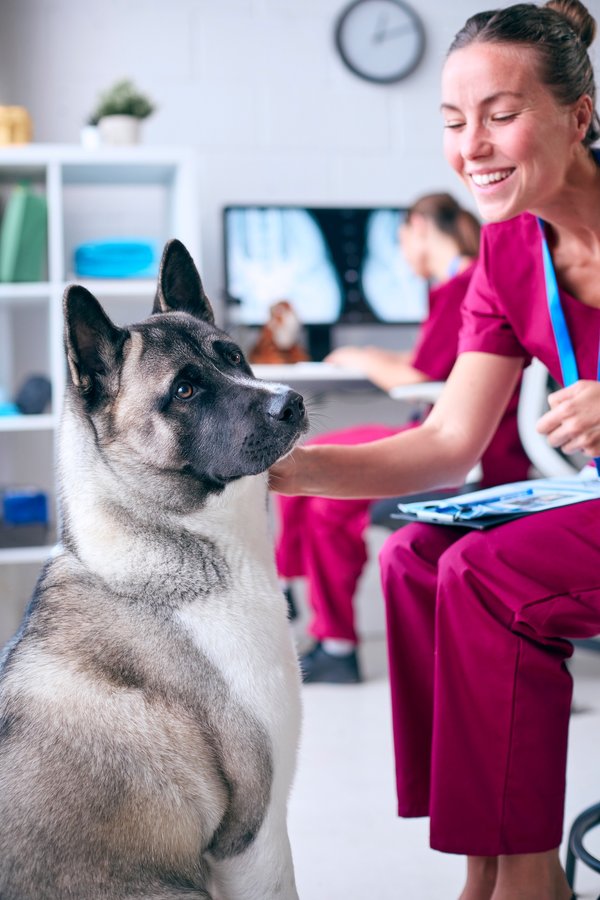 Assurance animaux : choisissez la protection qui vous rassure